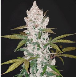 Печенинки Гьорлскаутів (Auto.Fem.) 1 шт. / Girls Scout Cookies 2023